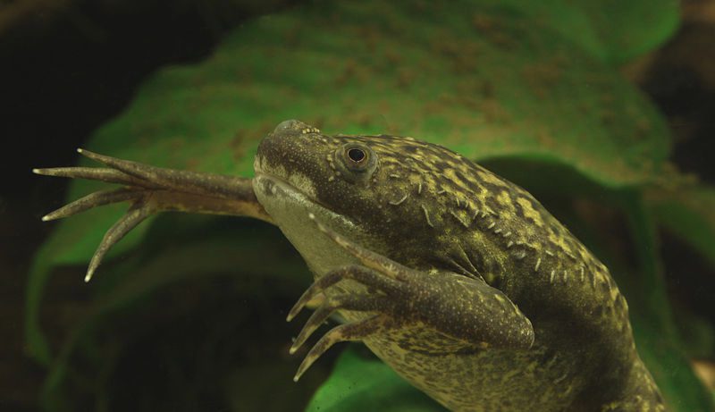 Żaba xenopus laevis, dzięki której powstał ksenobot