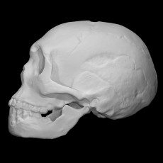 Czaszka neandertalczyka wydrukowana w 3D