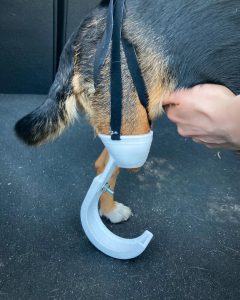 Proteza dla psa stworzona w druku 3D