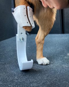 Proteza dla psa stworzona w druku 3D